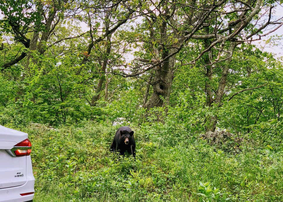 Photo of Camping at Shenandoah by Jyotirmaya Meher