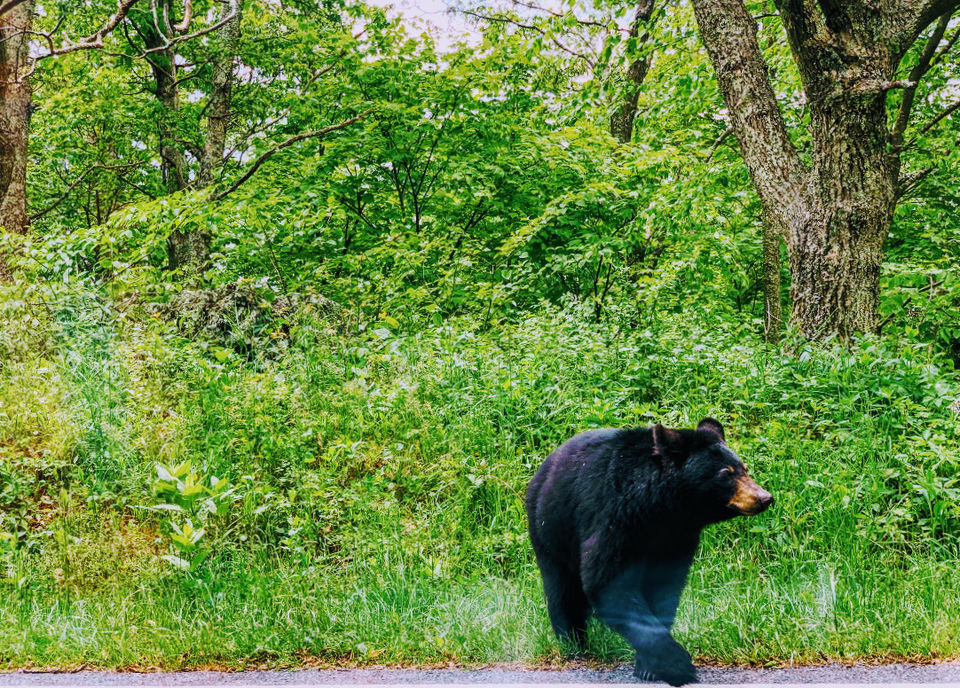 Photo of Camping at Shenandoah by Jyotirmaya Meher