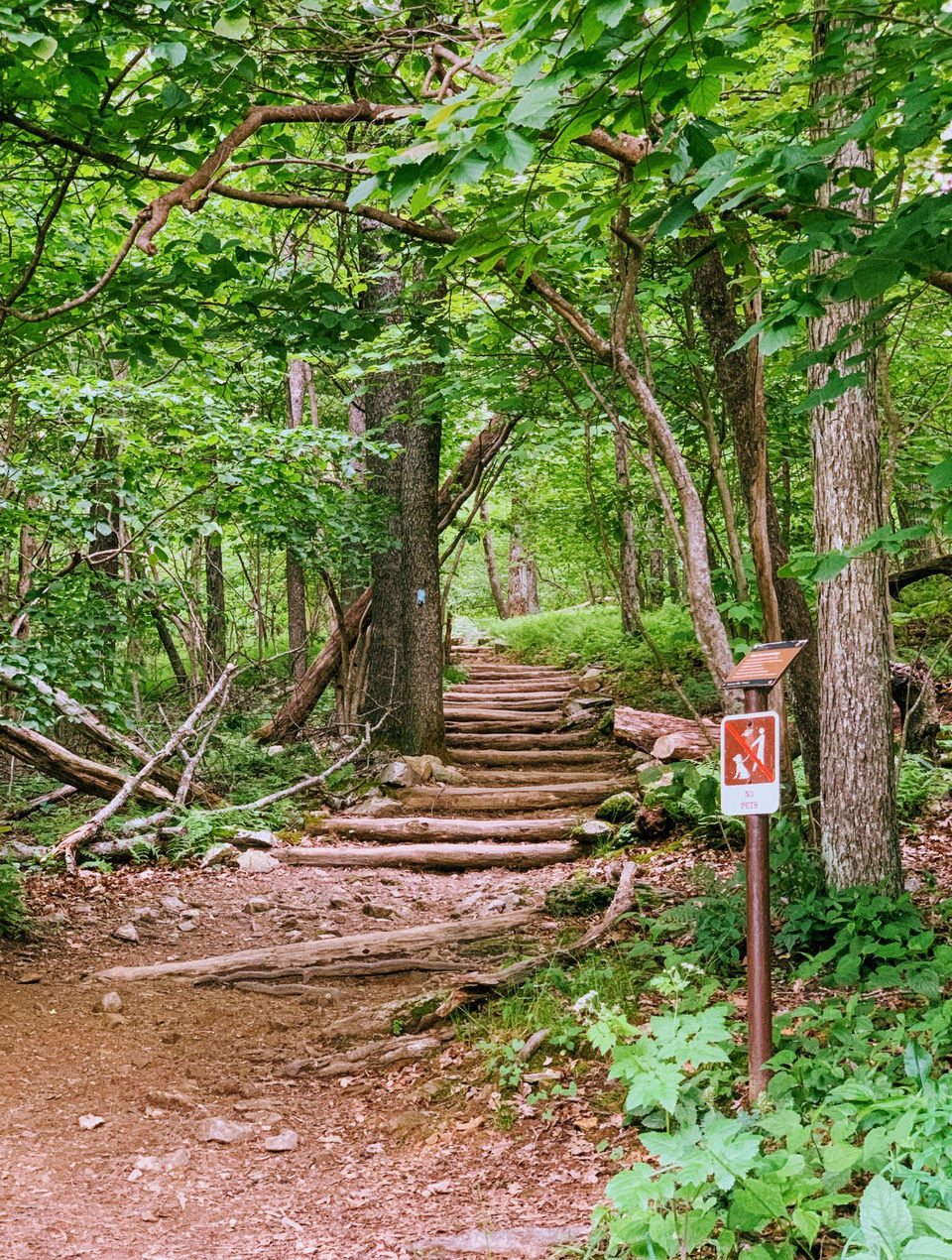Photo of Camping at Shenandoah by Jyotirmaya Meher