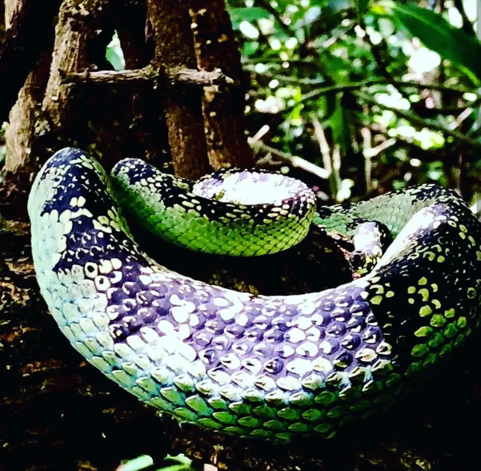 Photo of Kudremukh, Karnataka, India by Samantha Sawan