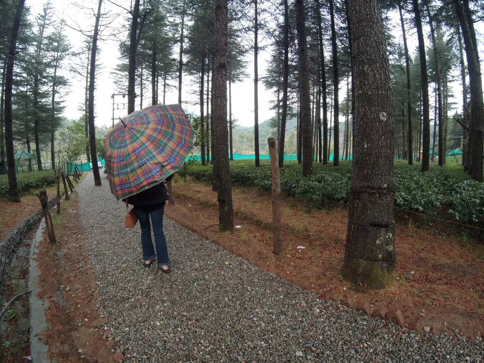 Photo of Shyamkhet, Bhowali, Sukha, Uttarakhand, India by Travelshowman