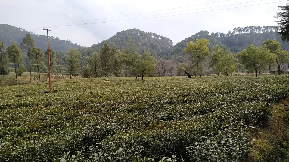 Photo of Tea Garden Shyamkhet, Bhowali-Gorkhakhal Road, Shyamkhet, Sukha, Uttarakhand, India by Travelshowman