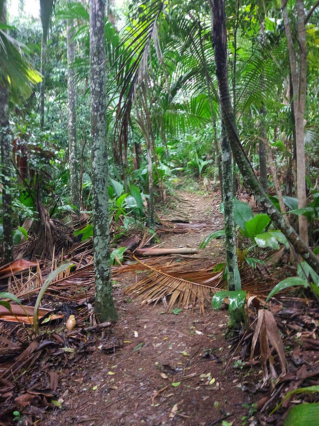 Photo of One Day Trip To Glacis noir trail in Praslin Island, Seychelles by Bhakti Menon