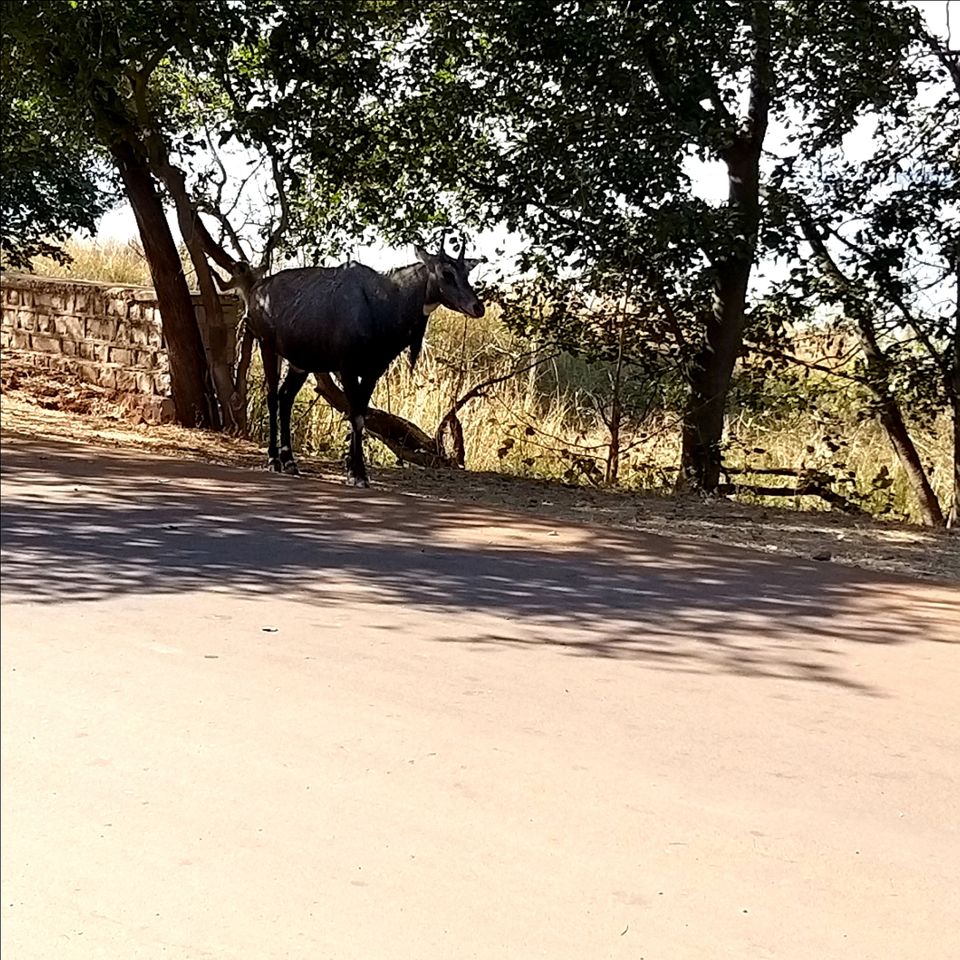 Photo of Van Vihar National Park by Baljeet Singh (घुमक्कड़)