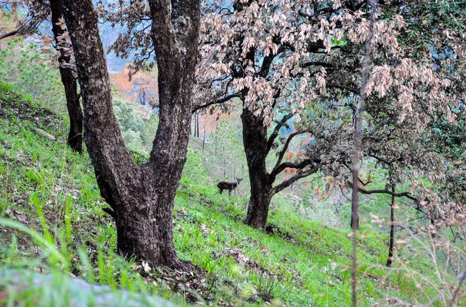 Photo of Why Kasauli Should Be Your Next Getaway. 3/3 by Mitali singh