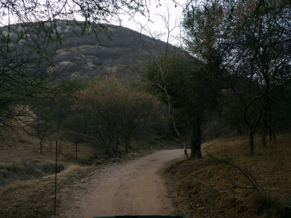 Photo of Jhalana- Leopard Safari by Archit Ratan