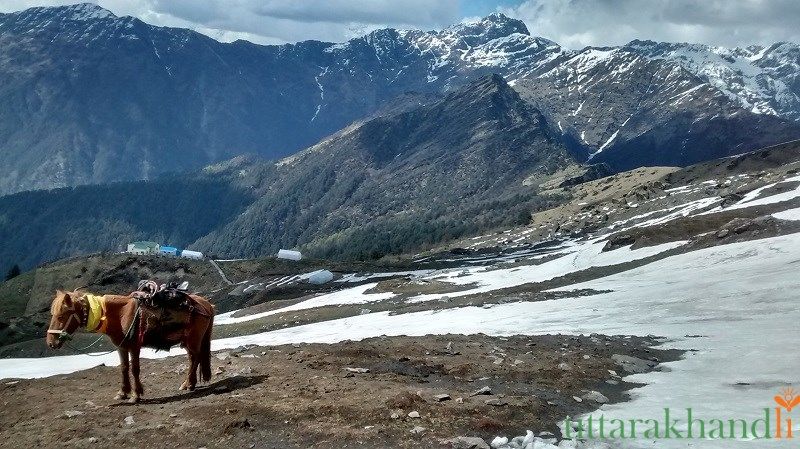 Photo of Chopta Tales 4/18 by Abhay Kapkoti