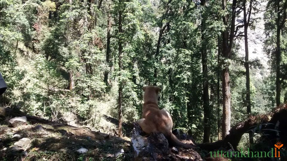 Photo of Chopta Tales 10/18 by Abhay Kapkoti