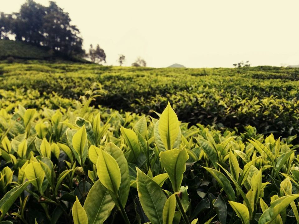 Photo of Munnar, Monsoon & Bike - Awesome Threesome 28/38 by Piyush Aggarwal
