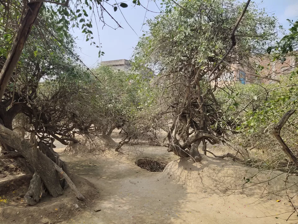 Photo of Nidhivan, Vrindavan, Gopinath Bagh, Vrindavan, Uttar Pradesh, India by Deepak Kadam