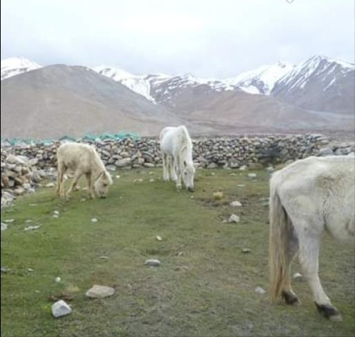Photo of Pangong Lake by Diya Tilara