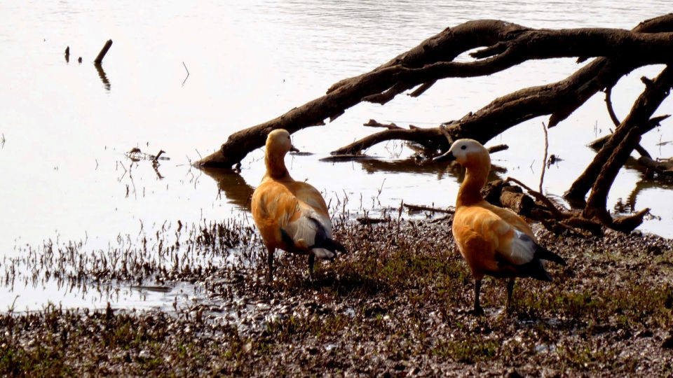 Photo of Ranthambore National Park, Prempura, Rajasthan, India by Rudraksha Chodankar