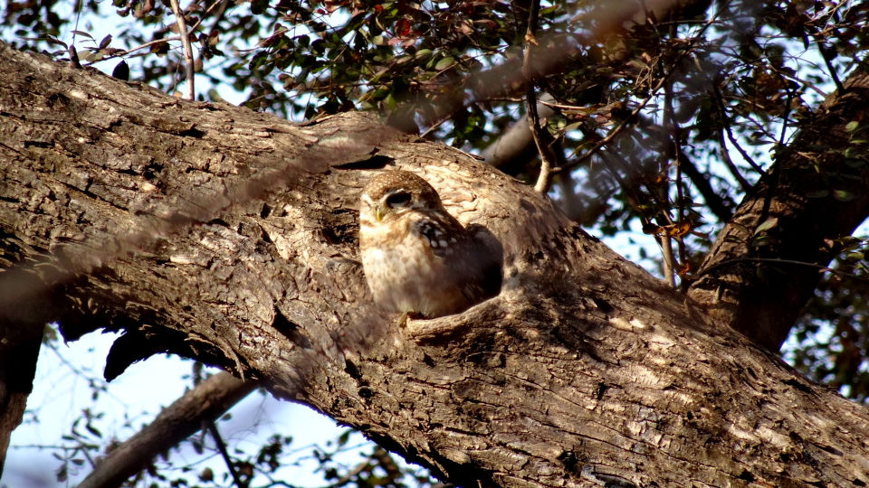 Photo of Ranthambore National Park, Prempura, Rajasthan, India by Rudraksha Chodankar