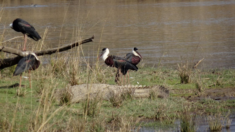 Photo of Ranthambore National Park, Prempura, Rajasthan, India by Rudraksha Chodankar