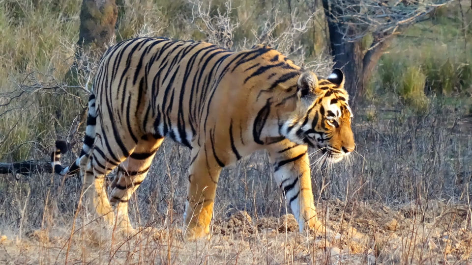 Photo of Ranthambore National Park, Prempura, Rajasthan, India by Rudraksha Chodankar