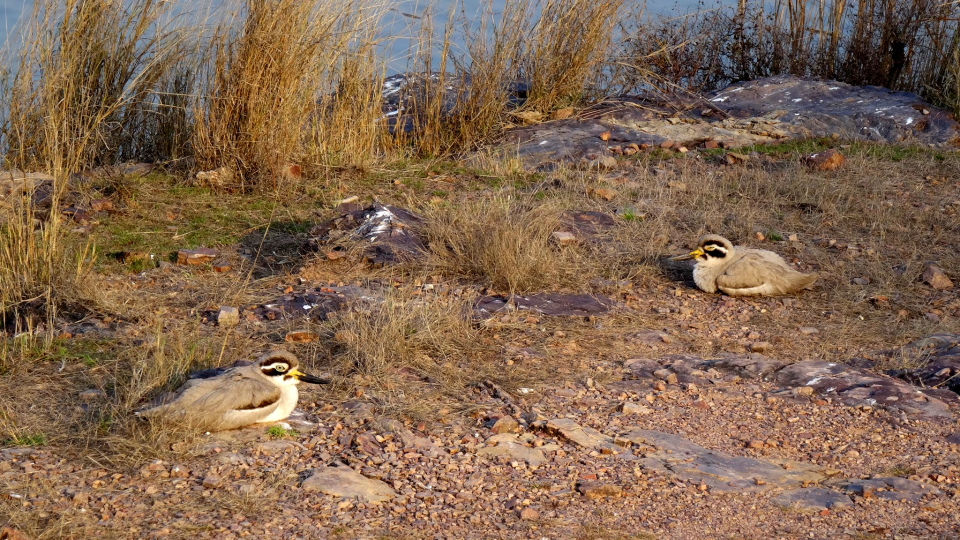 Photo of Ranthambore National Park, Prempura, Rajasthan, India by Rudraksha Chodankar