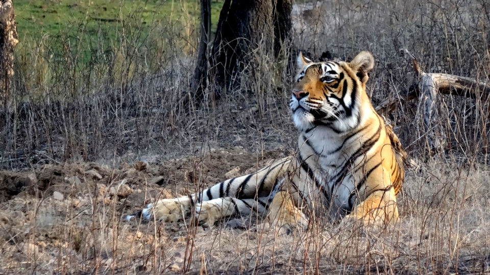Photo of Ranthambore National Park, Prempura, Rajasthan, India by Rudraksha Chodankar