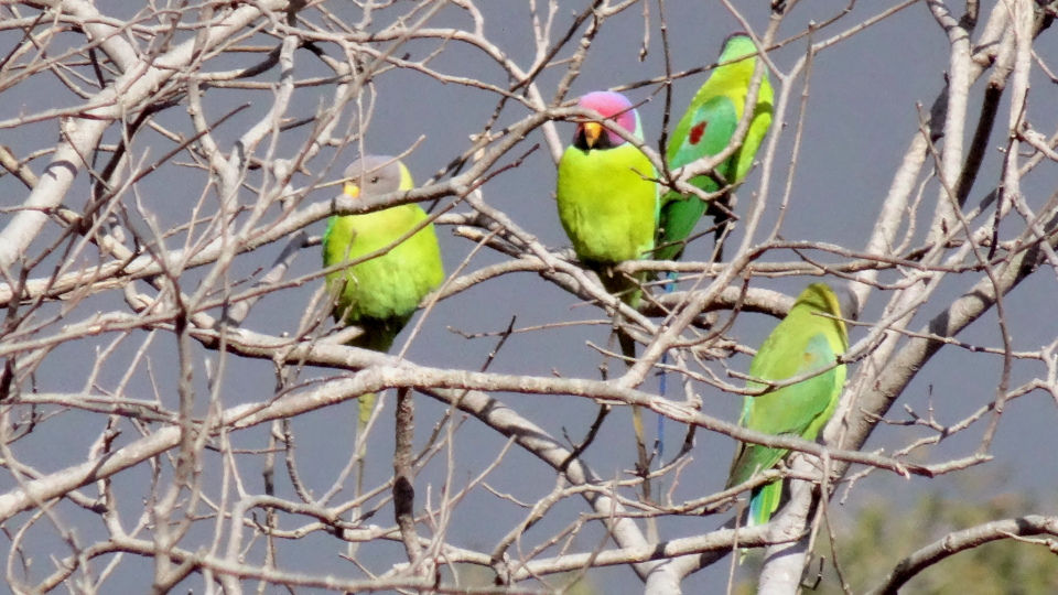 Photo of Ranthambore National Park, Prempura, Rajasthan, India by Rudraksha Chodankar