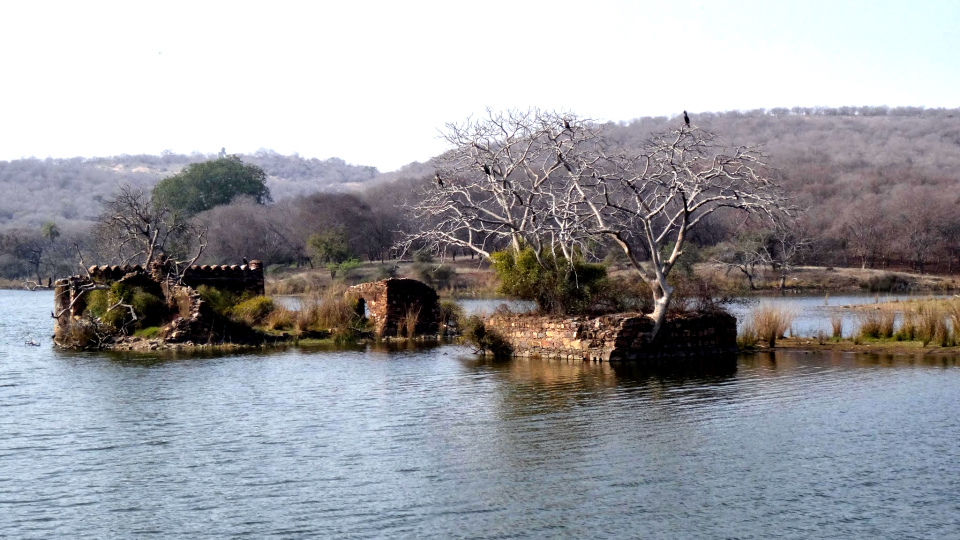 Photo of Ranthambore National Park, Prempura, Rajasthan, India by Rudraksha Chodankar