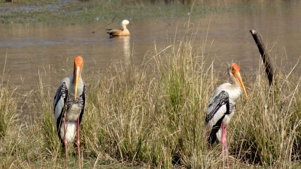 Photo of Ranthambore National Park, Prempura, Rajasthan, India by Rudraksha Chodankar