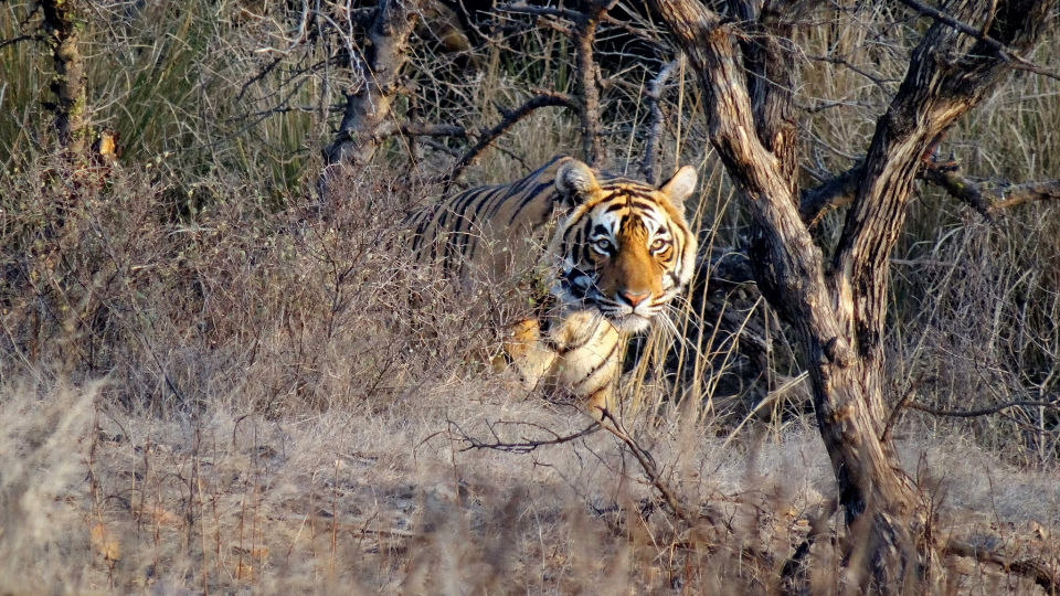 Photo of Ranthambore National Park, Prempura, Rajasthan, India by Rudraksha Chodankar