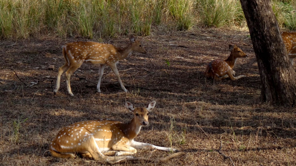 Photo of Ranthambore National Park, Prempura, Rajasthan, India by Rudraksha Chodankar