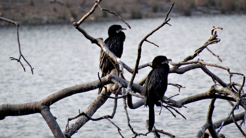 Photo of Ranthambore National Park, Prempura, Rajasthan, India by Rudraksha Chodankar