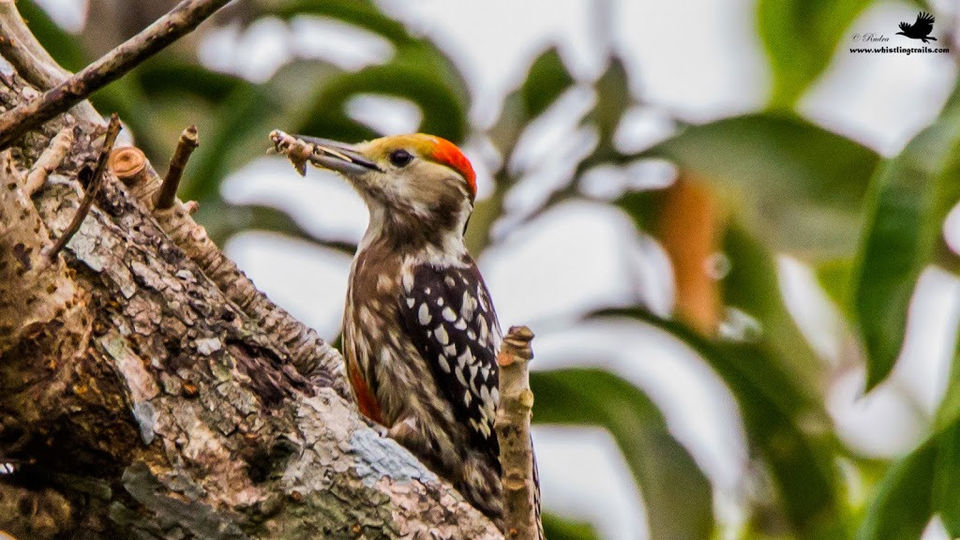 Photo of Weekend Trip to Chiplun 31/31 by Rudraksha Chodankar