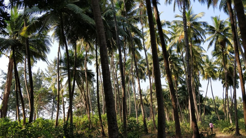 Photo of Pune, Maharashtra, India by Bhumit Botadra