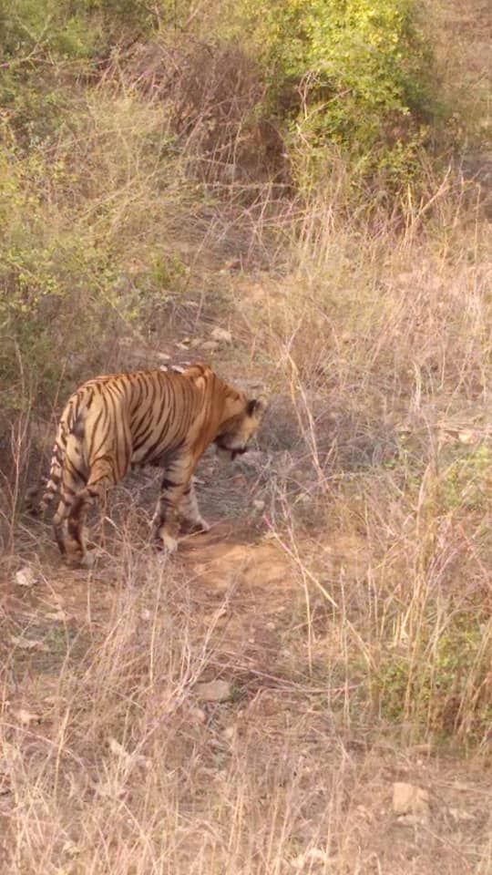 Photo of Sariska Tiger Reserve, Alwar by Manisha Jain