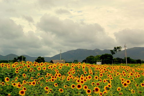 Photo of Gundlupet, Karnataka, India by The Urban Nomad