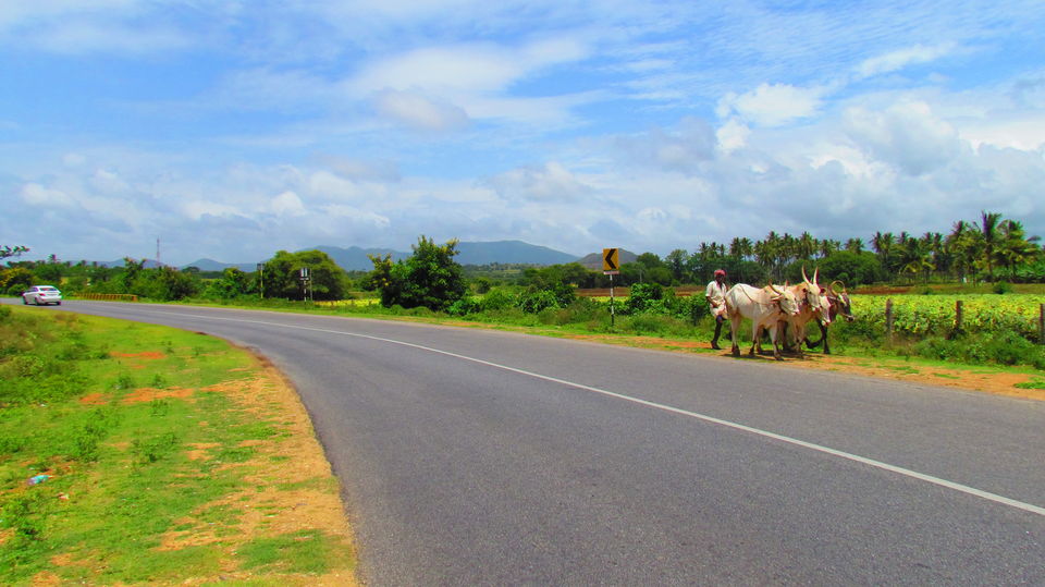 Photo of Bandipur National Park Game Track, Bandipur, Karnataka, India by The Urban Nomad