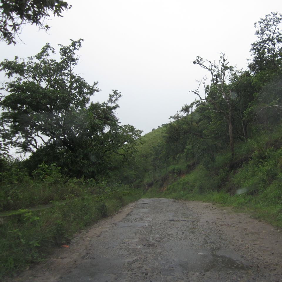Photo of 50 shades of Green at Bandipur Tiger Reserve 4/20 by The Urban Nomad