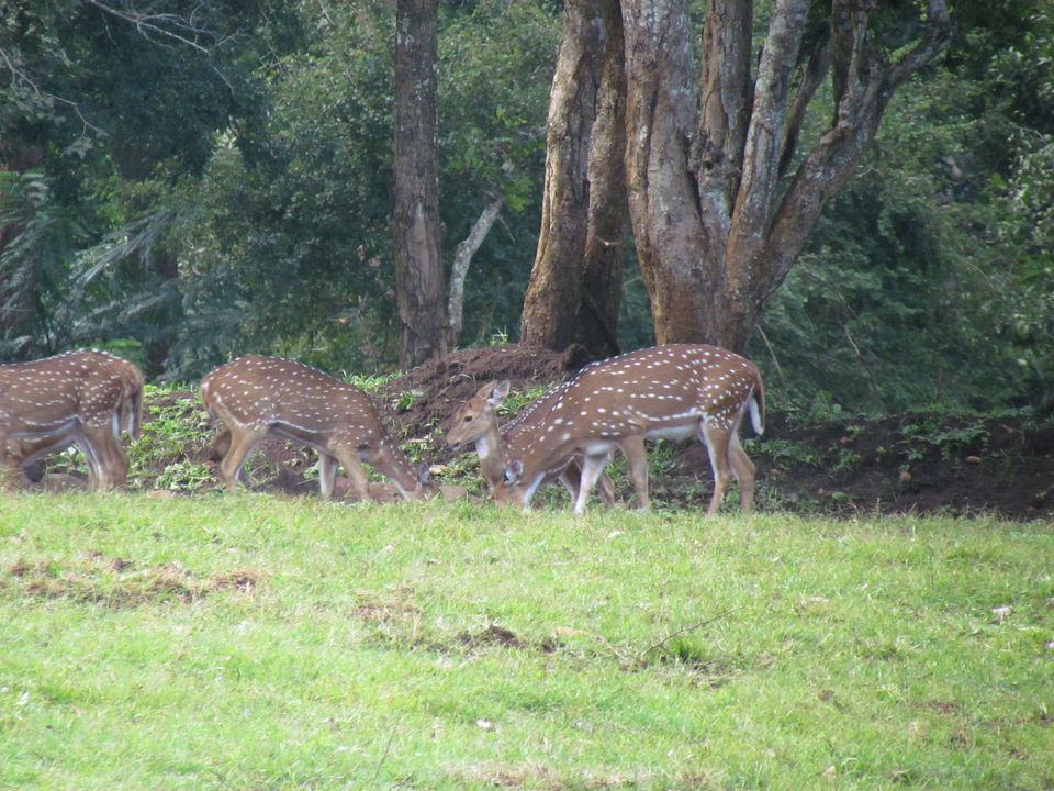 Photo of Missed encounter with the big cat, at Masinagudi 5/17 by The Urban Nomad