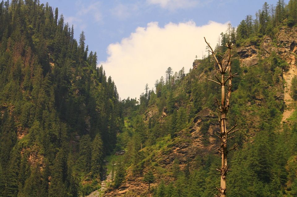 Photo of Jibhi, Himachal Pradesh, India by Yashi Srivastava