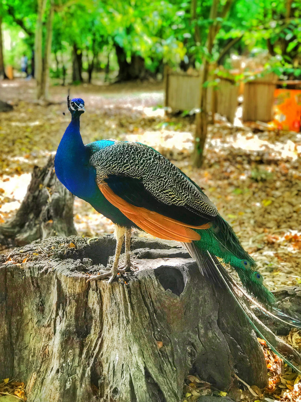 Photo of Mauritius by Shivani Solanki