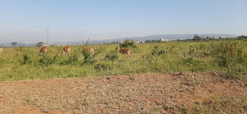 Photo of Nakuru National Park Office, Nakuru, Kenya by Sweta Chakraborty