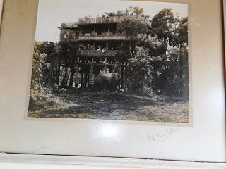 Photo of Treetops Lodge, Nyeri, Kenya by Sweta Chakraborty
