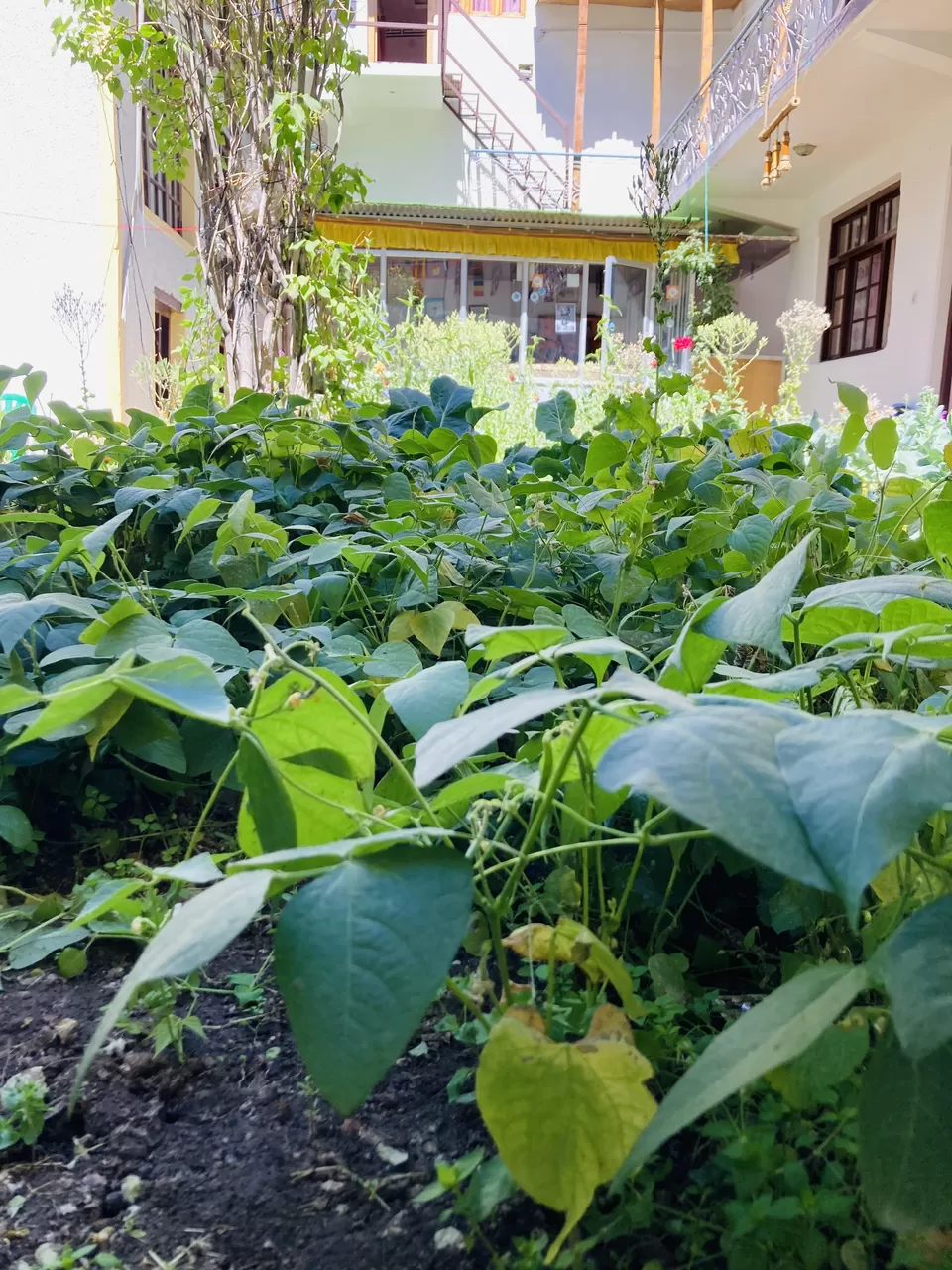 Photo of You can now substitute Rainbow Guest/Hotel Leh as your new Zostel choice. by AN Odyssey of Sandeep Saini