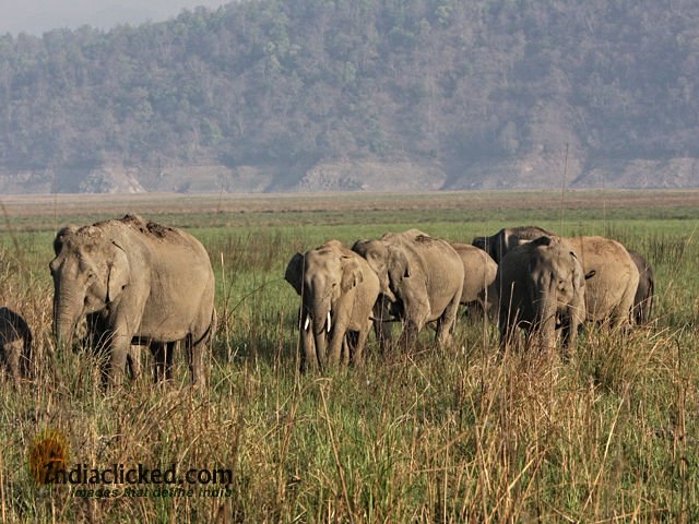 Photo of A Photographer's Travel Tales at Corbett National 1/5 by Somesh Goyal