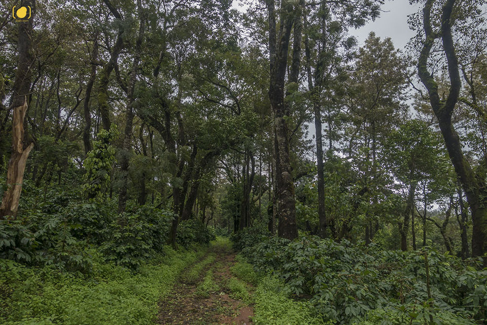 Photo of Drenched Coorg and Daylit Mysore 2/12 by Salim Islam