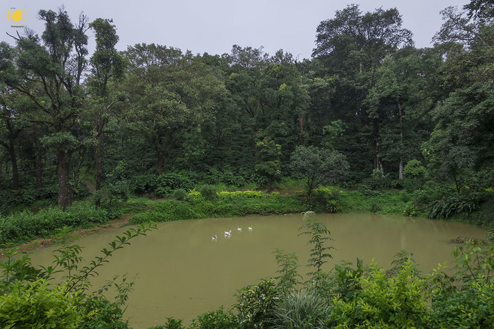 Photo of Drenched Coorg and Daylit Mysore 3/12 by Salim Islam