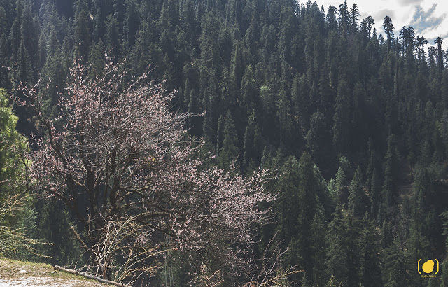 Photo of Jibhi, Himachal Pradesh, India by Salim Islam