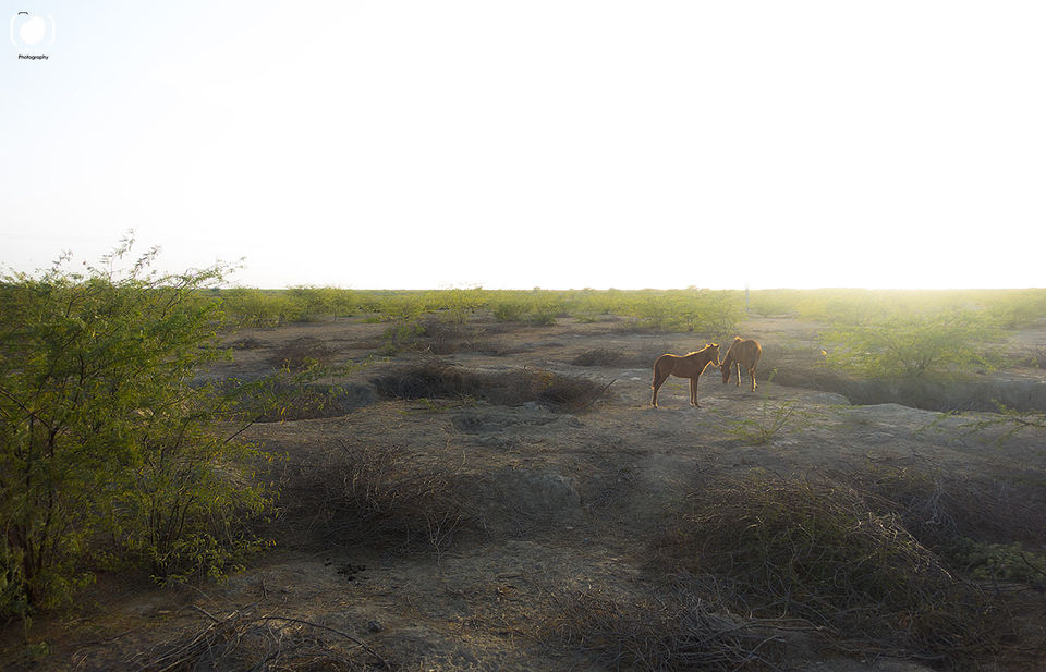 Photo of Kutch (Kachchh), Gujarat - The White Rann, Ekal and Bhuj 6/20 by Salim Islam
