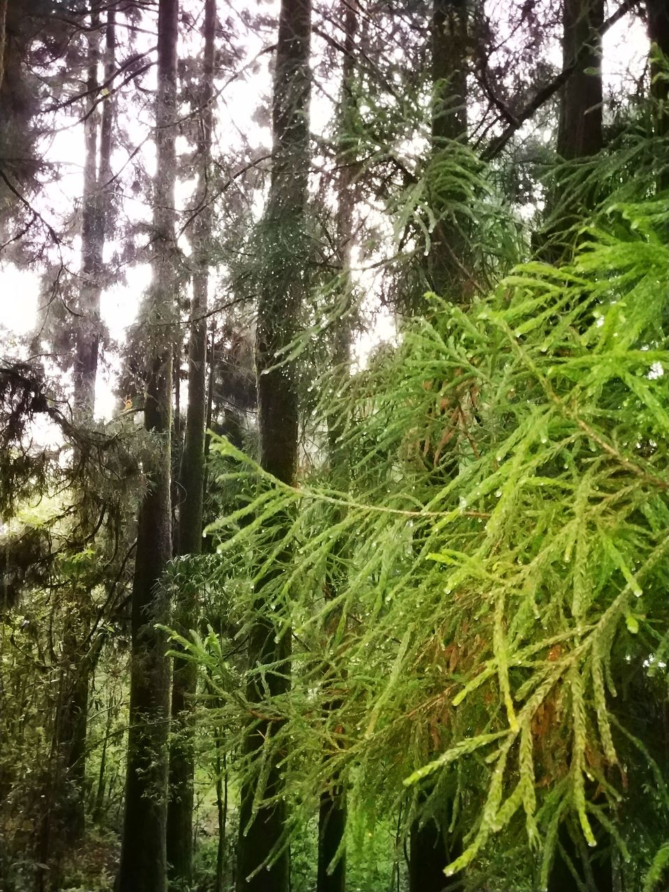 Photo of Zoological Park Gantok Sikkim, Gangtok-Chungthang Road, Chhateng, Sikkim, India by Amit Kumar Sharma