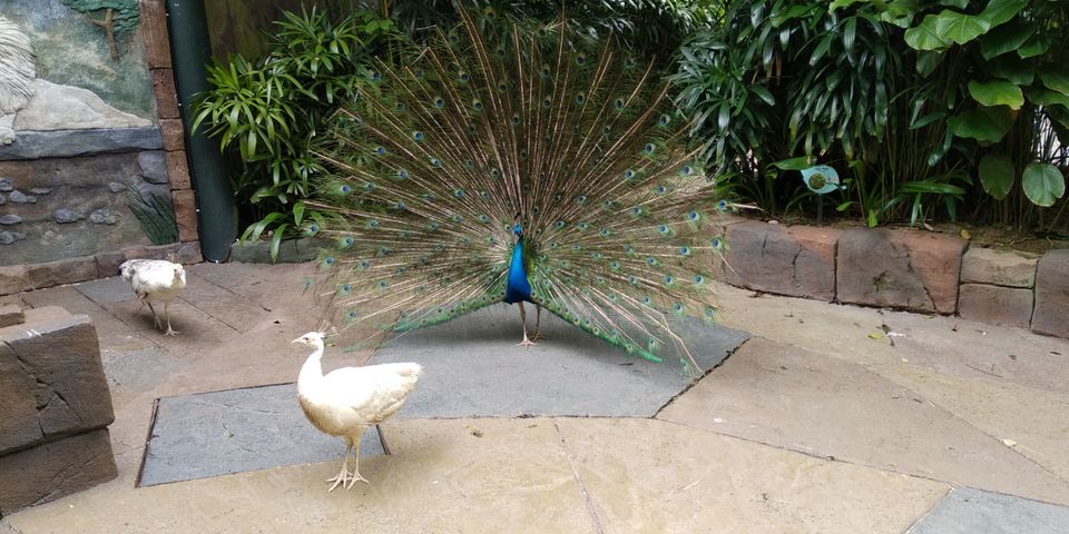 Photo of The Malaysian and Singaporean diaries by Viswanathan Sundaresan