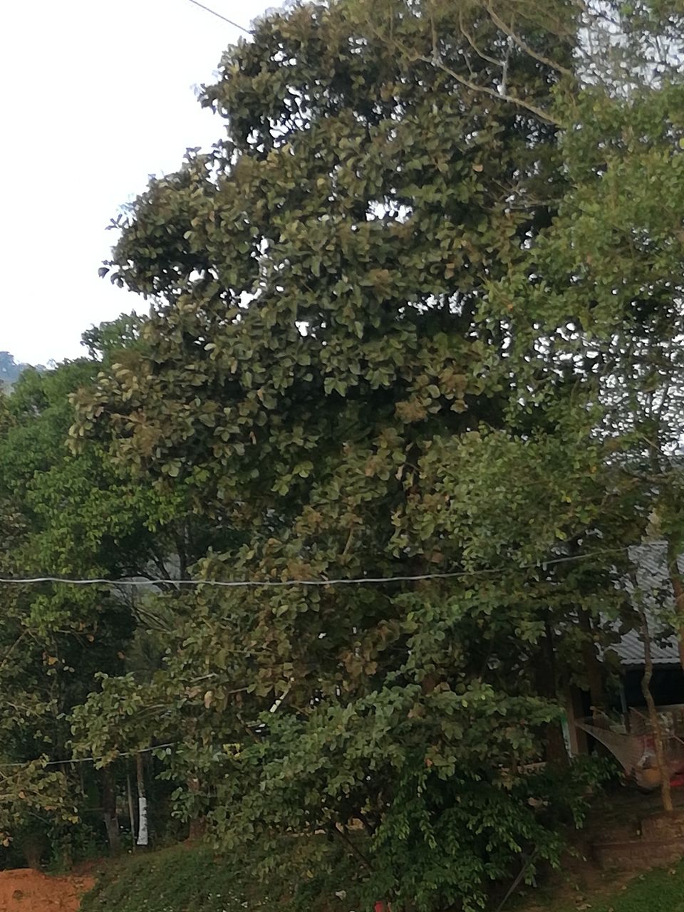 Photo of Exploring Thekkady : The land of spices, misty mountains and wildlife by aswathy tarun