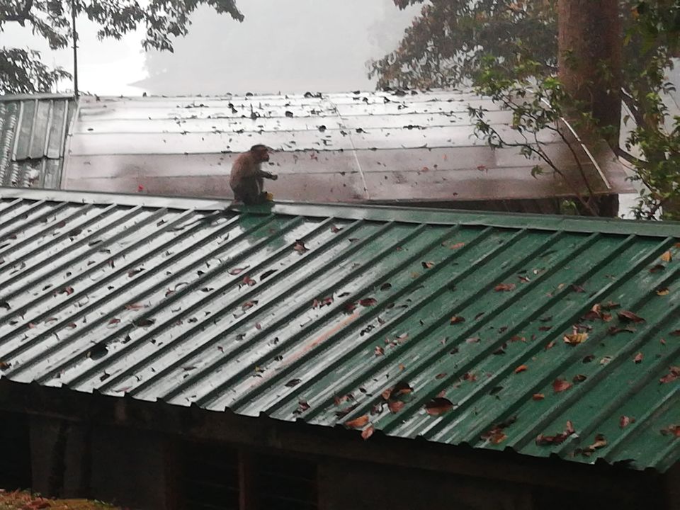 Photo of Exploring Thekkady : The land of spices, misty mountains and wildlife by aswathy tarun