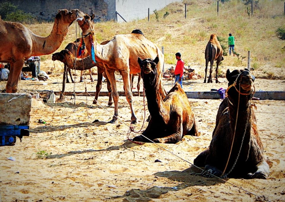 Photo of Pushkar Mela: Not for everyone? 3/8 by Swati Saxena