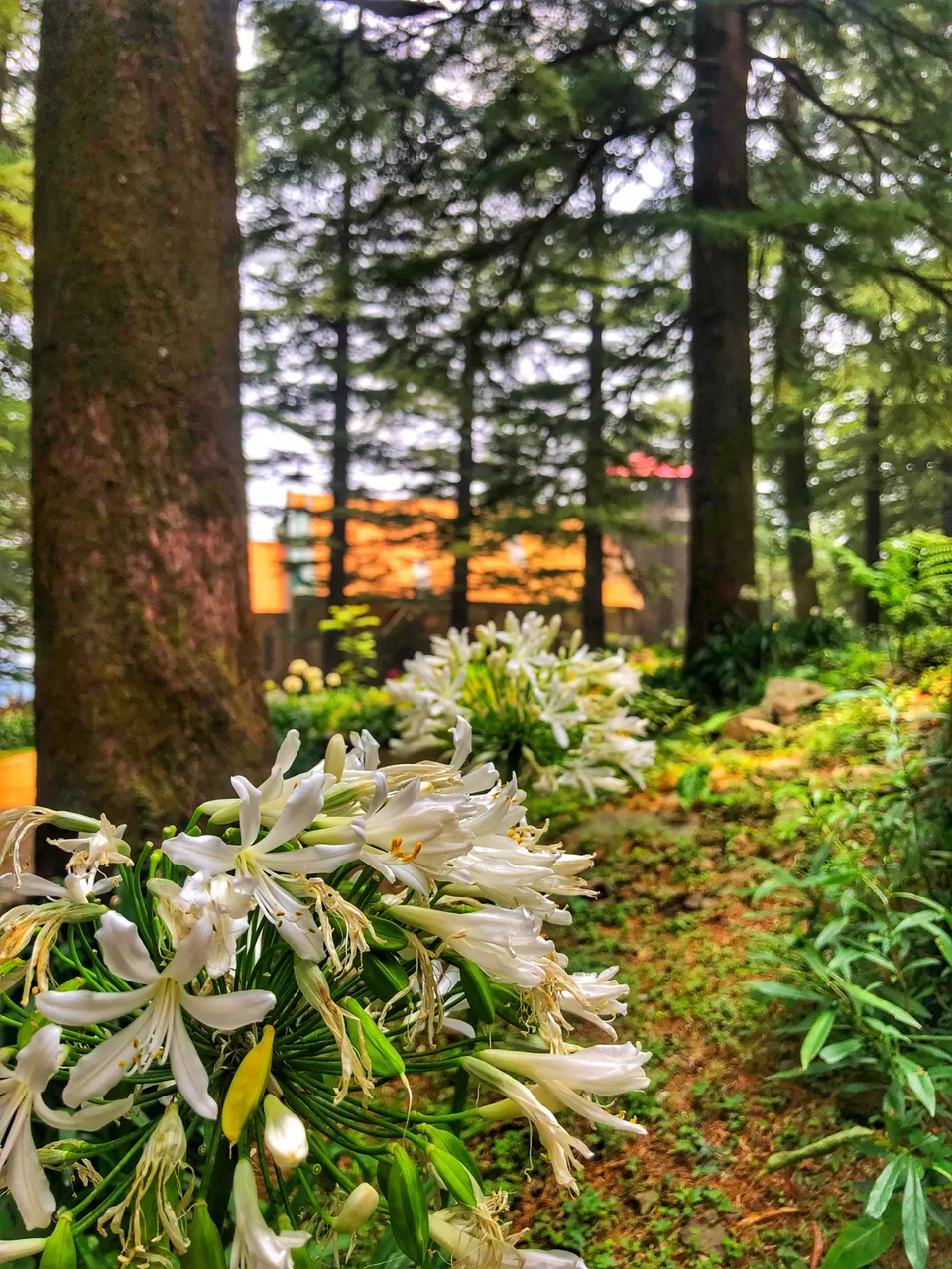 Photo of A Quick Tour To Mcleodganj Through My Eyes by Medhavi Saharan